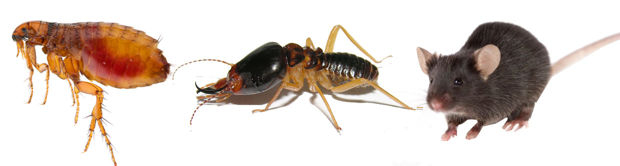 pest control termites rodents