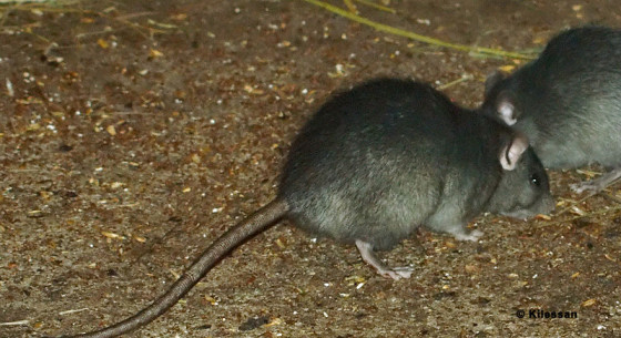 rat control boca raton