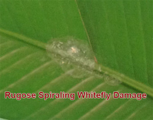 rugose spiraling whitefly damage