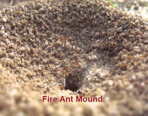 fire ant control